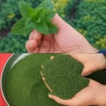 Sécher la menthe : méthode naturelle simple et rapide